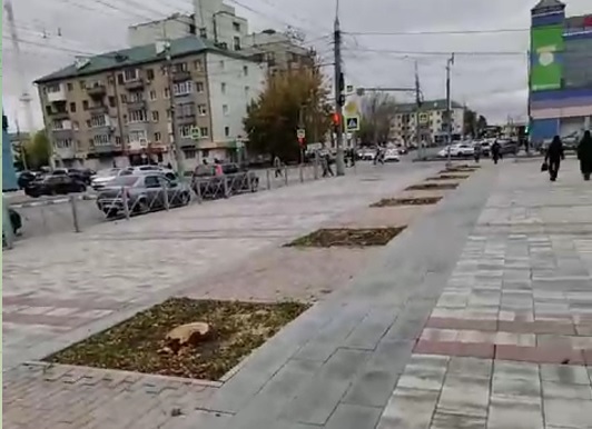 Вырубка деревьев на Плеханова